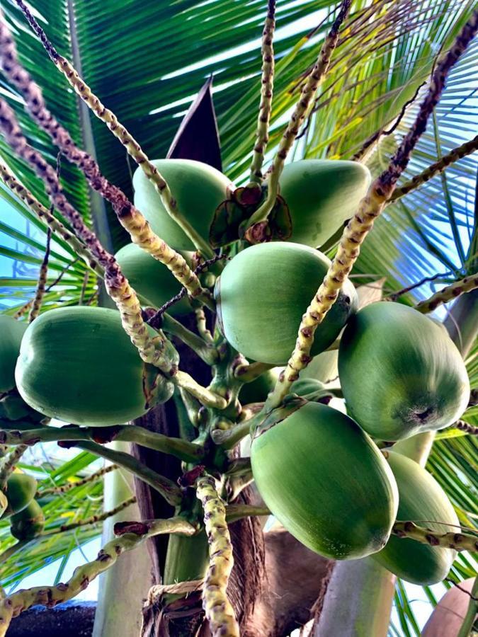 Maravilhoso Garden Imbassai Pe Na Areia Bahia Litoral公寓 外观 照片